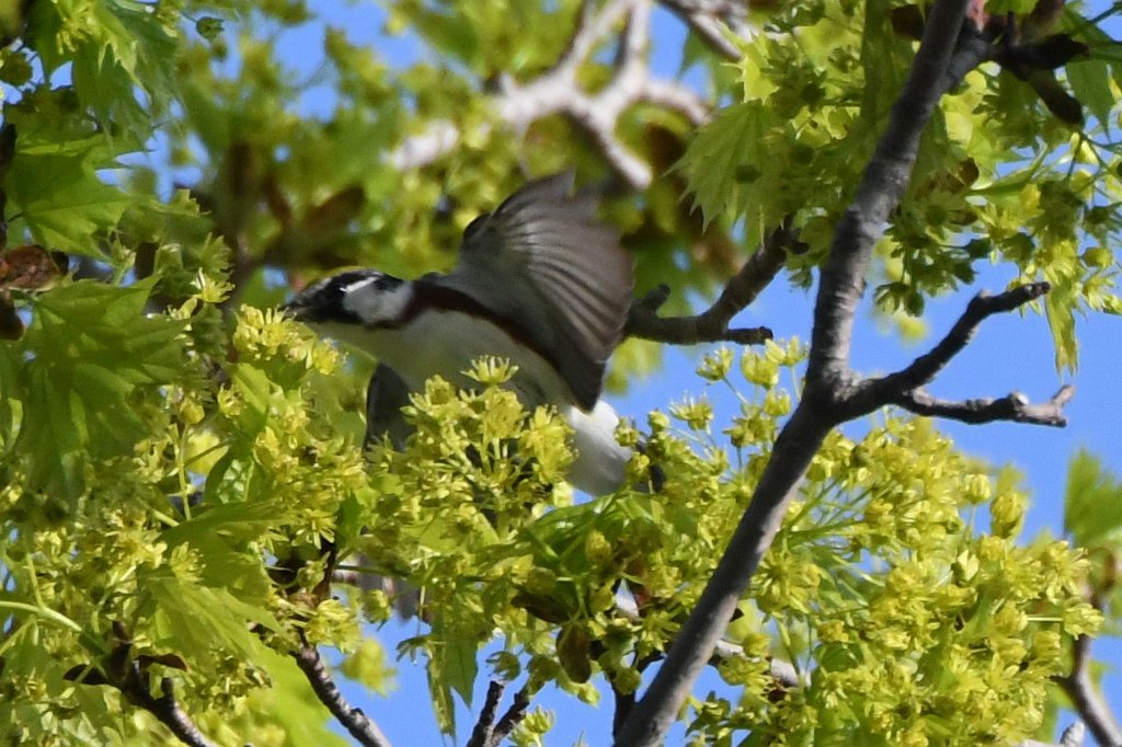 Warbler, Chestnut-sided, 2017-05186997 Biddeford Pool, ME.JPG - Chestnut-sided Warbler. East Point Sanctuary, Biddeford Pool, ME, 5-18-2017